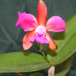 Cattleya leopoldii